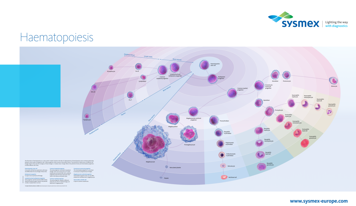 [.SE-se Sweden (swedish)] Our haematopoiesis poster illustrates the development from the pluripotent stem cell via progenitor and precursor cells in bone marrow, lymph nodes and thymus to the mature blood cells circulating in peripheral blood, using a fresh optical approach.