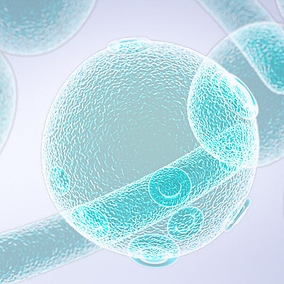Yeast-like cells